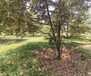 Bán đất   nhà   vườn sầu riêng   phường hưng chiến, tx bình long, bình phước