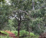 Chính chủ  cần bán 4 mẫu đất sát trục đường - dt 753  đồng phú, bình phước chỉ 8 tỷ/mẫu