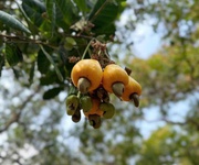 2 Chính chủ cần bán 1 mẫu 2 đất vườn điều    sát trục đường đt 753   đồng phú, bình phước