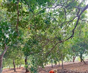 1 Chính chủ cần bán 1 mẫu 2 đất vườn điều    sát trục đường đt 753   đồng phú, bình phước