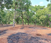 Chính chủ cần bán 1 mẫu 2 đất vườn điều    sát trục đường đt 753   đồng phú, bình phước