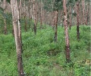 Đất đẹp   giá đầu tư - cần bán  lô đất tại  thọ sơn, bù đăng, bình phước