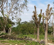 Chủ chuyển việc   bán gấp trang trại dòng tiền siêu tốt tại đông phú , đông sơn, thanh hóa