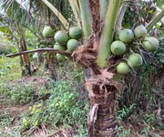 Bán đất vườn tại xã diên lâm khánh hoà