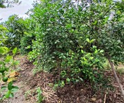 2 Đất vườn cần bán tại khánh hoà