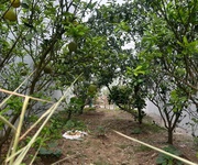 Bán đất cực đẹp oto tránh đồng phố, tân dân phú xuyên