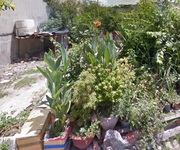 O1720  giảm 800tr  đất phan văn hớn q12, shr, vuông, hxt, 8x18m, 5.x tỷ