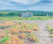 1,5 ha  15.000m2  full cafe vài tháng tuổi, ninh gia, lâm đồng