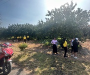 Bán Đất Tặng Vườn Bưởi Thu Hoạch Số Lượng Có Hạn Giá Chỉ 3tr6/M2