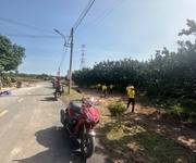 Cần Bán Vườn Bưởi Đang Cho Thu Tại Bàu Bàng - Giá Tốt