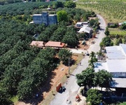 950 Triệu Có Đất   Vườn Bưởi Thu Hoạch   Hiếm Khó Tìm Khu Trừ Văn Thố