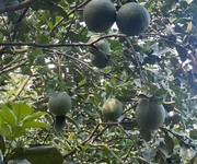 Vườn Bưởi Trĩu Quả Tại Bàu Bàng   Đất Đẹp, Giá Tốt Cho Nhà Đầu Tư
