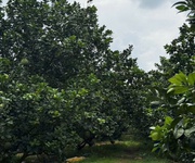 3 Bán đất vườn bưởi sinh thái Trừ Văn Thố   Bàu Bàng 250m , sổ riêng, có thu hoạch, giá tốt