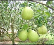 Bán đất thổ cư xã trừ văn thố   gần ql13   giá tốt