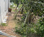 2 Chủ gửi bán gấp đất rộng gần 1.500m măng thít, vĩnh long 2 Chủ gửi bán gấp đất rộng gần 1.500m măng thít, vĩnh long