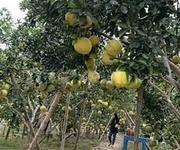 Bán đất vườn 300m2 có sẵn nhà cấp 4 ở được, tại Cầu Noi, Cổ Nhuế, Bắc Từ Liêm, giá 9tr/m2