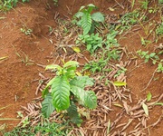 1 Bán đất rẫy 4,04 ha full cà phê bắc gia nghĩa, lâm đồng 1 Bán đất rẫy 4,04 ha full cà phê bắc gia nghĩa, lâm đồng