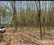 Quỹ đất lớn 10.000m    mặt tiền dh604   phường chánh phú hòa, tp. hồ chí minh