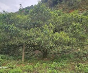 Chính chủ cần bán lô đất tại khu du dịch xã tà xùa - huyện bắc yên - tỉnh sơn la