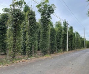 Bán siêu phẩm đất vườn đẹp - phù hợp cho mọi gia đình