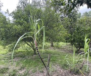 4 Đất gấp  1955m2, đất ful thổ cư -  bình mỹ - củ chi - chỉ 31 tỷ