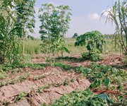 1 Đất gấp 1955m2, đất ful thổ cư - bình mỹ - củ chi - chỉ 31 tỷ 1 Đất gấp 1955m2, đất ful thổ cư - bình mỹ - củ chi - chỉ 31 tỷ