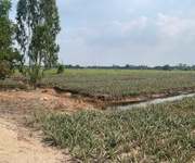Chính chủ cần bán  gấp đất tại xã thạnh mỹ, tân phước, tiền giang