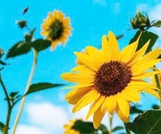 Chính chủ cần tiền bán gấp - cắt lỗ thực tế 300 triệu - lô đất view hồ hòa lạc