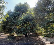 Chính chủ cần bán: vườn sầu riêng musang king đang thu hoạch   bến cầu, tây ninh