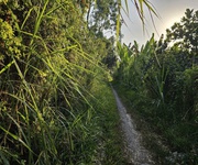 Chính chủ cần bán đất vườn tại xã hòa tịnh - h.mang thít - vĩnh long