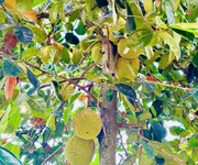 5 Đất Bảo Lộc Hòa Nam