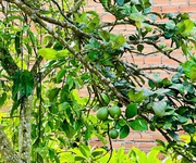 4 Đất Bảo Lộc Hòa Nam