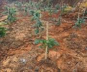 Bán đất tại xã đạ sar, lạc dương, lâm đồng, 400 triệu/1000m2 đẹp, nhiều tiện ích