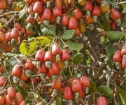 Đất đẹp   giá tốt   chính chủ bán đất tại bon điêng đu, xã quảng tân, tuy đức, đắk nông