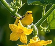 Duy nhất 1 lô - vỉa hè rộng - vị trí vàng đầu tư