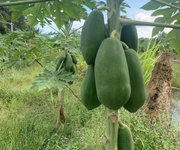 1 Đất lúa ấp 6 bình đức bến lức - dt : 2000m2   1 tỷ 6 hết diện tích