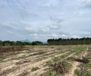 Bán 2000m2 đất tân bình - lagi giảm 50 500 triệu/1000m2 đường ô tô né nhau