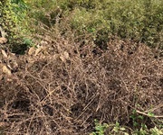 Bán đất chính chủ   sổ hồng riêng   đức hòa, long an