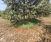 Bán vườn sầu riêng đất đồng nai 240.tiẻu