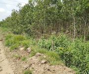 Bán đất nông nghiệp diện tích lớn gần 10ha tại tân lập   hàm thuận nam