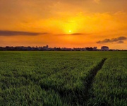 8 săn ngay lô đất view kênh đồng lúa siêu chill 8 săn ngay lô đất view kênh đồng lúa siêu chill