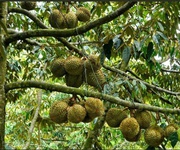 Chủ ngộp ko đâu rẻ hơn đất trảng bàng 3 mẫu sầu riêng