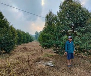 Bán gấp vườn sầu riêng 10ha   đang khai thác, có thu nhập ngay - huyện định quán,tỉnh đồng nai