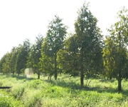 Bán đất làm nhà vườn