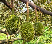 Bán vườn sầu riêng đẹp   đang cho trái