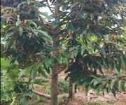 Bán đất 16 công sầu riêng sổ hồng tại tân dương, huyện lộ 1, đồng tháp.