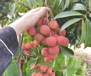 Bán lô đất rừng sản xuất có diện tích 1209,5m2 thuộc thôn bắc 1   xã quý sơn   lục ngạn   bắc giang.