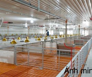Chính chủ cần bán trang trại nuôi heo  diện tích lớn - tại thạnh trị - kiến tường - long an