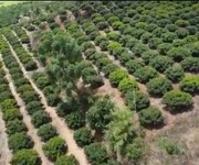 Bán gấp vườn cây ăn trái 10ha   đang khai thác hiệu quả, dòng tiền có sẵn