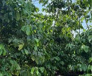 Đầu tư sinh lời   chính chủ cần bán đất tại xã phú hội, huyện đức trọng, tỉnh lâm đồng